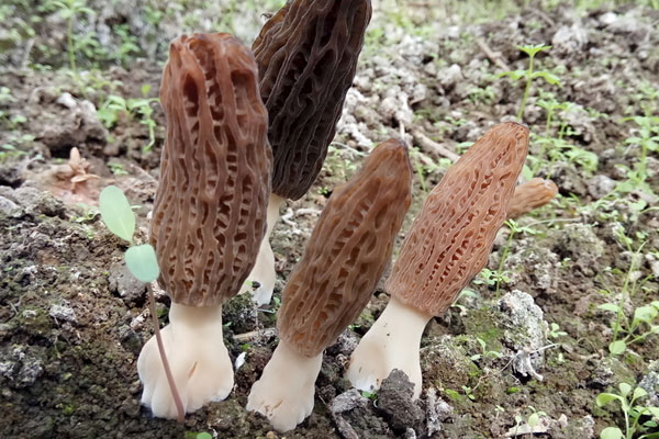 羊肚菌是蔬菜類(lèi)嗎 羊肚菌是蔬菜類(lèi)嗎