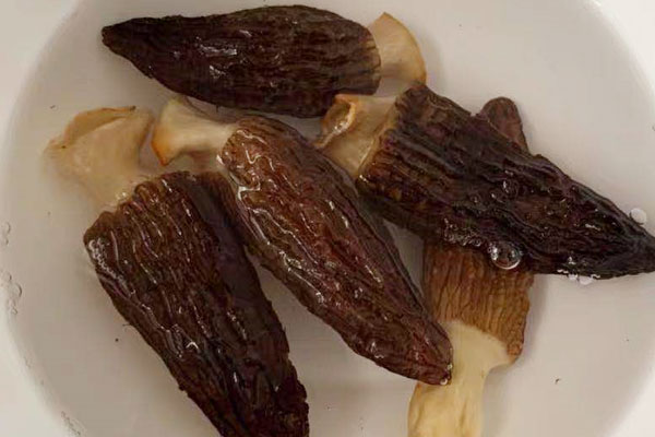 羊肚菌能夠反復(fù)的泡水喝嗎 羊肚菌能夠反復(fù)的泡水喝嗎