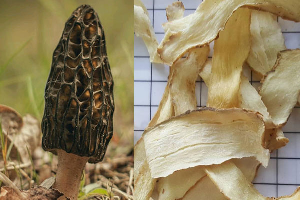 羊肚菌可以和玉竹一起煮水喝嗎，羊肚菌可以煲魚頭嗎