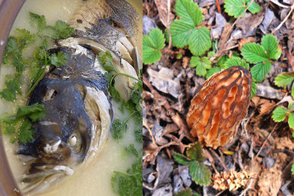 羊肚菌能夠煲魚頭嗎 羊肚菌能夠煲魚頭嗎