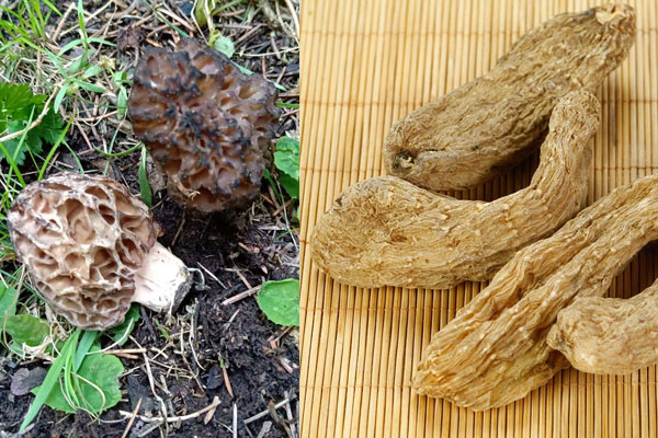 天麻能和羊肚菌一起燉嗎，韭菜和羊肚菌能一起吃嗎