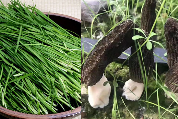 韭菜可以和羊肚菌一起吃嗎 韭菜可以和羊肚菌一起吃嗎
