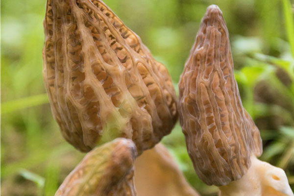 羊肚菌軟了還能吃嗎，吃了壞的羊肚菌會怎么樣