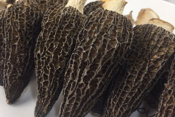 干羊肚菌變軟了還能吃嗎 干羊肚菌變軟了還能吃嗎