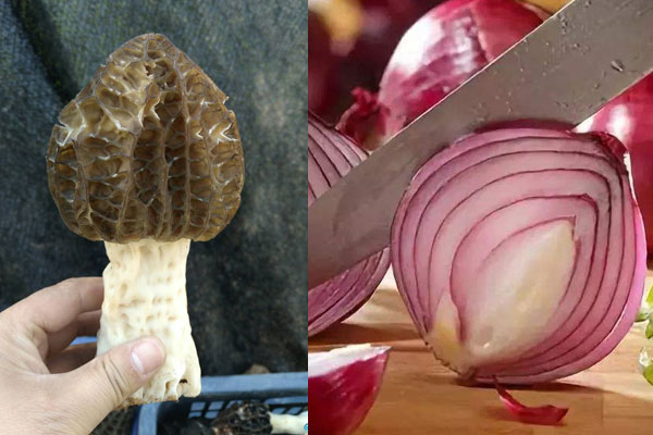羊肚菌炒洋蔥好吃嗎 羊肚菌炒洋蔥好吃嗎