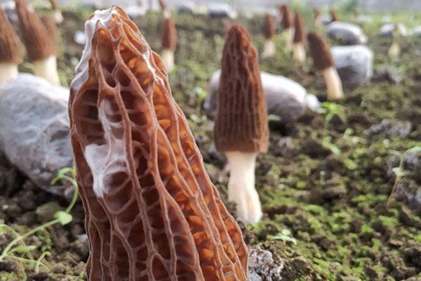 羊肚菌發(fā)霉削掉能吃嗎，吃了羊肚菌后能吃楊桃嗎