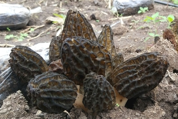 吃了羊肚菌后可以吃楊桃嗎 吃了羊肚菌后可以吃楊桃嗎