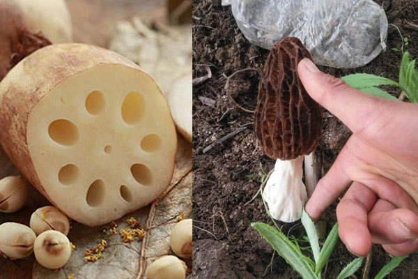 羊肚菌可以跟蓮藕一起煲湯嗎，羊肚菌可以和薏米一起煮湯嗎