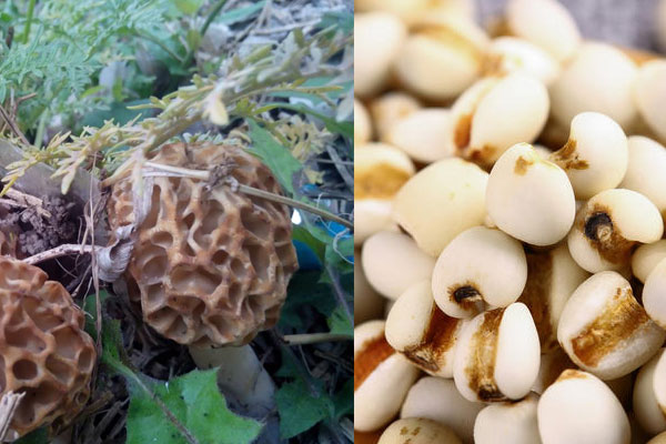 羊肚菌能和薏米一起燉湯嗎 羊肚菌能和薏米一起燉湯嗎