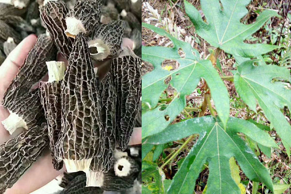 羊肚菌和五指毛桃能一起吃嗎，淮山羊肚菌瘦肉湯的功效作用