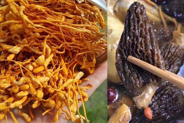 羊肚菌和蟲草花可以一起吃嗎，羊肚菌可以和蘑菇一起煮嗎