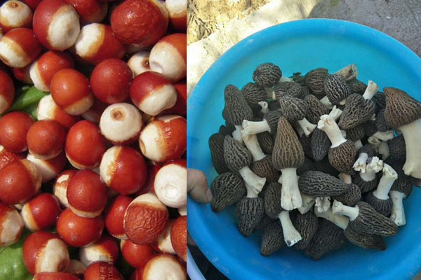 羊肚菌可以和芡實(shí)一起煲湯嗎，羊肚菌薏米湯具有哪些禁忌