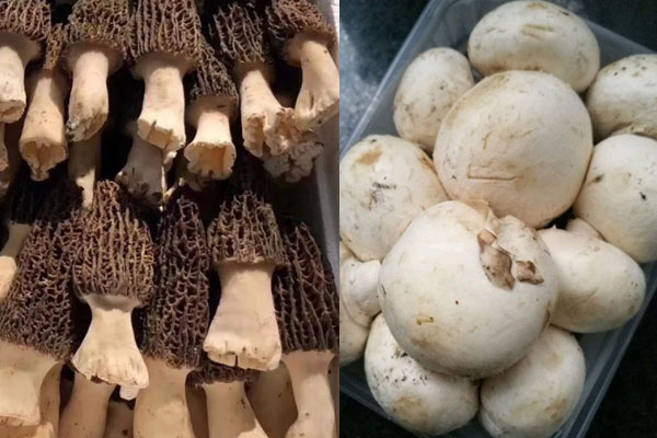 羊肚菌和蘑菇搭配具有哪些禁忌 羊肚菌和蘑菇搭配具有哪些禁忌