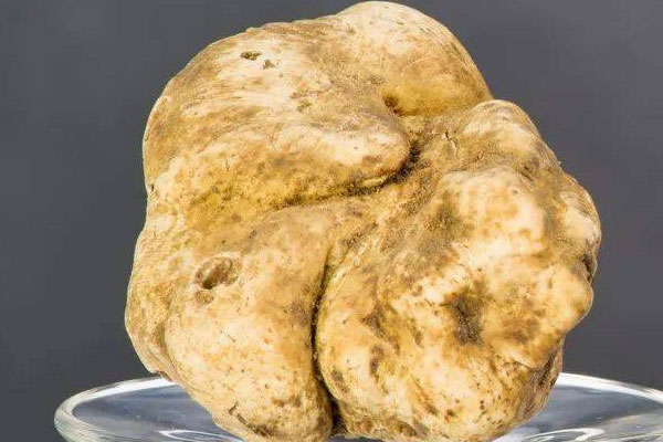 白松露顏色是怎樣的 白松露顏色是怎樣的