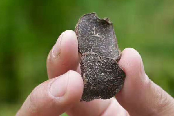 黑松露干片是什么味道 黑松露干片是什么味道