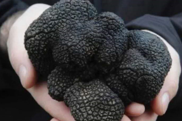 8-9月份新鮮、冰凍、干品黑松露的價(jià)格是多少