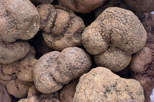 10-11月份新鮮、冰凍、干品黑松露的價(jià)格是多少