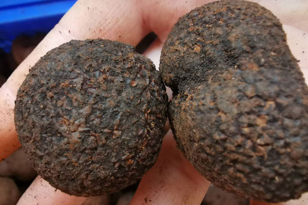 12-2月份新鮮、冰凍、干品黑松露的價(jià)格是多少