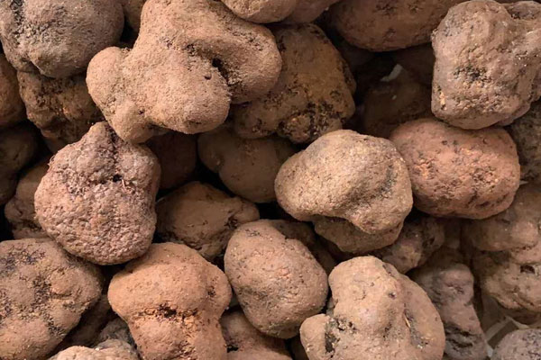 法國新鮮黑松露多少錢一公斤，什么時(shí)候采摘