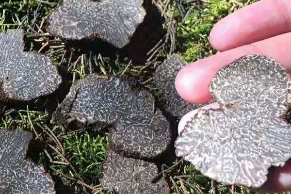 干黑松露片泡水要多長時間 干黑松露片泡水要多長時間