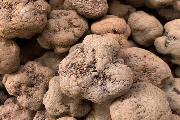 為什么新鮮黑松露不可以水洗 為什么新鮮黑松露不可以水洗