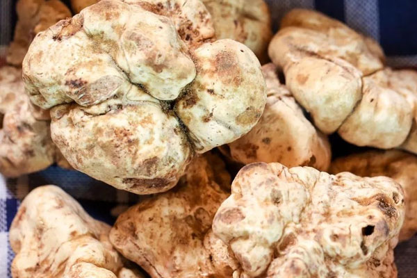 白松露如何吃 白松露如何吃