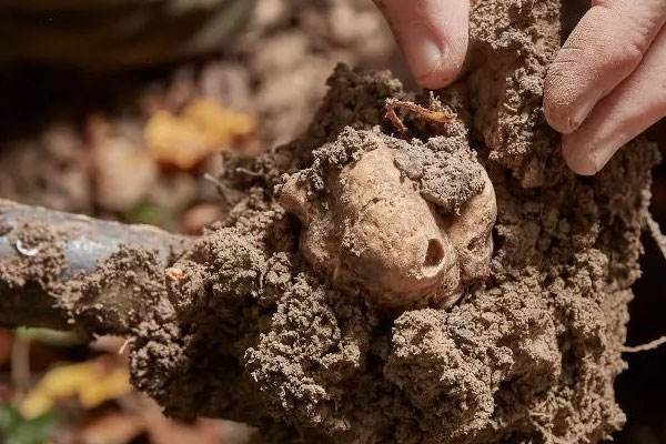 有松樹的樹下就有松露嗎，找松露難嗎