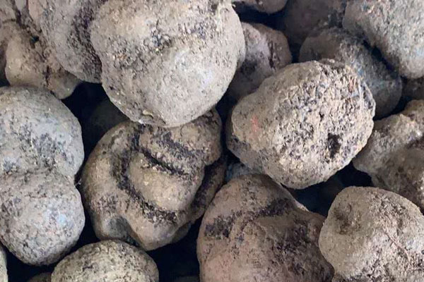 找松露難不難 找松露難不難