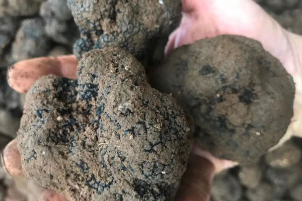 黑松露生吃有毒嗎，黑松露可以人工種植嗎