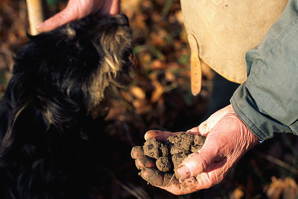 用狗找松露成本高嗎 用狗找松露成本高嗎