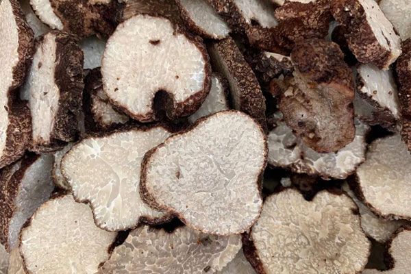 黑松露能人工種植嗎