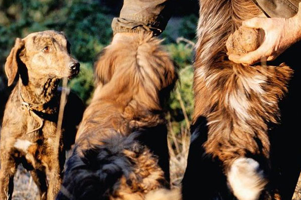 用什么工具來找松露