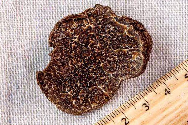 吃黑松露片幾分鐘可以見(jiàn)效 吃黑松露片幾分鐘可以見(jiàn)效