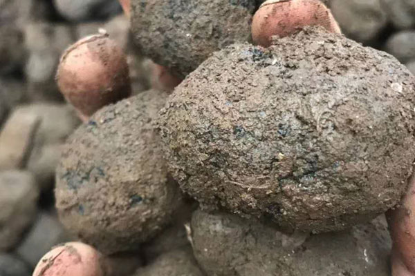 現(xiàn)在黑松露多少錢(qián)一公斤 現(xiàn)在黑松露多少錢(qián)一公斤