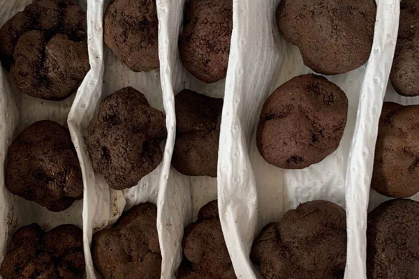 黑松露有蟲洞是壞的嗎 黑松露有蟲洞是壞的嗎