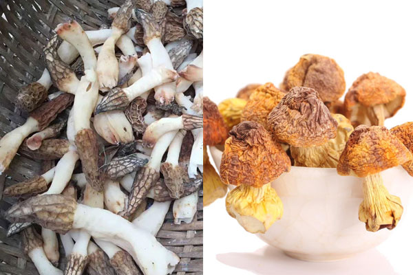 姬松茸可以和羊肚菌一起煮嗎，紅參和羊肚菌能一起煲湯嗎