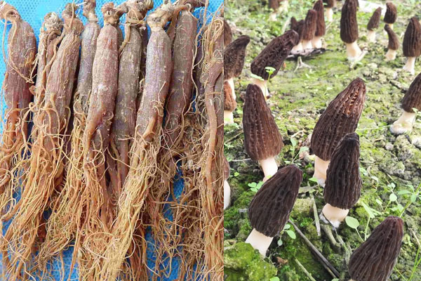 羊肚菌可以和紅參一起燉湯吃嗎 羊肚菌可以和紅參一起燉湯吃嗎