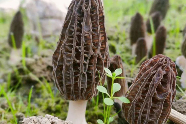 減肥可以吃羊肚菌