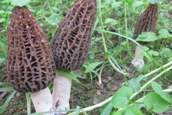 經(jīng)常吃羊肚菌可以祛斑嗎