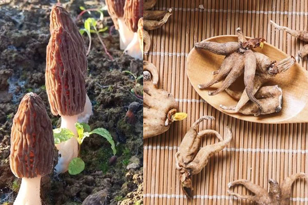 手掌參可以和羊肚菌一起煲湯嗎，羊肚菌可以和番茄一起煮嗎