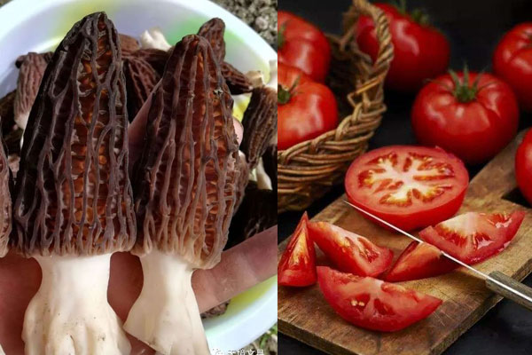 羊肚菌能和番茄一起煲湯嗎