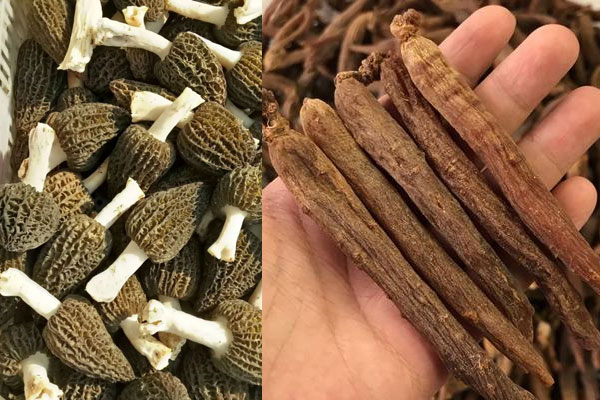 羊肚菌紅參雞湯的食用禁忌