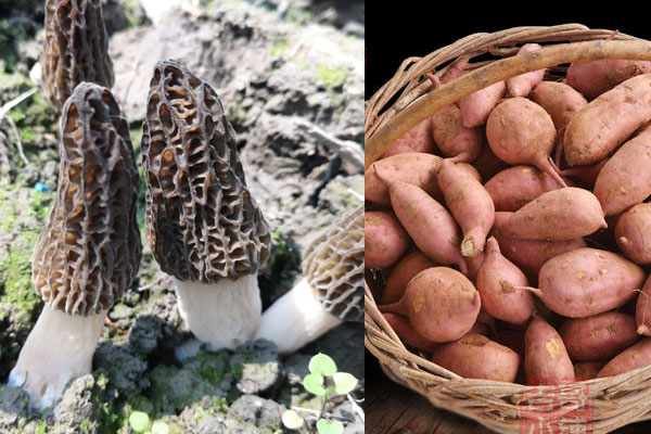 羊肚菌能和番薯一起吃嗎 羊肚菌能和番薯一起吃嗎
