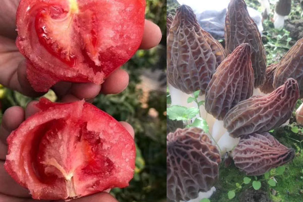 羊肚菌番茄湯有哪些食用禁忌 羊肚菌番茄湯有哪些食用禁忌