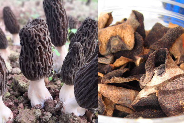 羊肚菌煲湯能放陳皮嗎，霸王花可以和羊肚菌煲湯嗎