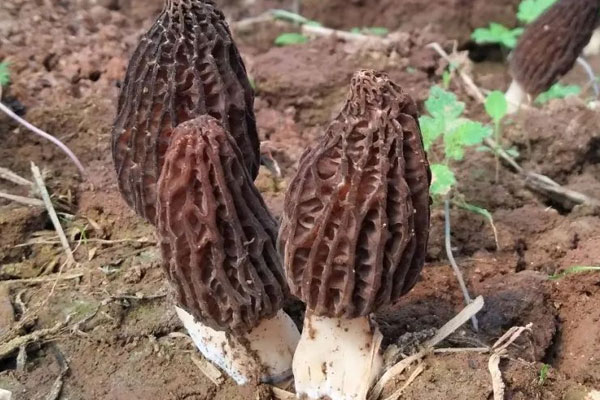 羊肚菌哪里產(chǎn)的最好，羊肚菌對(duì)心臟的作用