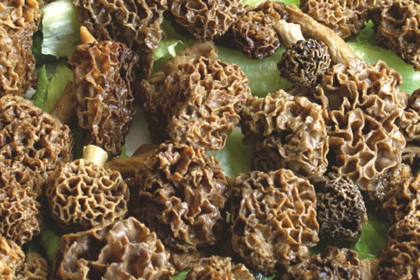 羊肚菌對(duì)心臟有哪些作用 羊肚菌對(duì)心臟有哪些作用