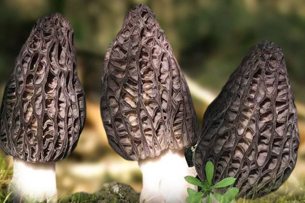 羊肚菌對(duì)乳腺結(jié)節(jié)有作用嗎，羊肚菌對(duì)肺癌有好處嗎