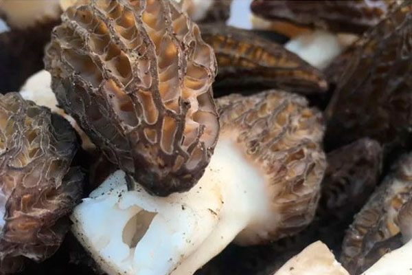 尿毒癥能吃羊肚菌嗎