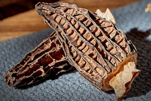 腎病可以吃羊肚菌嗎，尿毒癥患者可以吃羊肚菌嗎